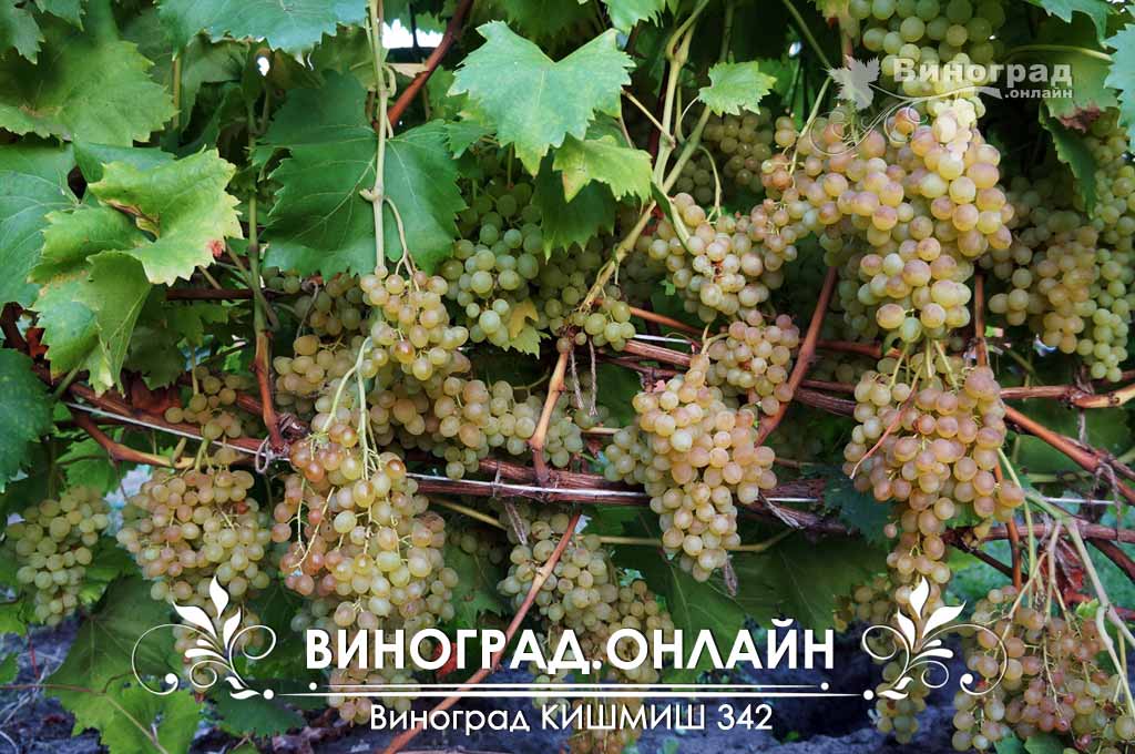 Виноград Кишмиш 342 Описание Сорта Фото
